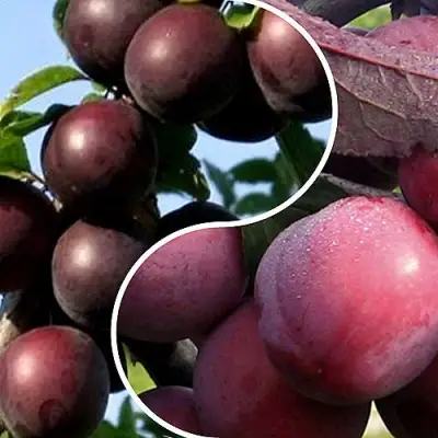 Комплект ИЗЮМИНКА САДА в Витебске