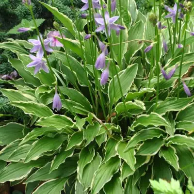 Хоста СТИЛЕТТО гибридная в Витебске