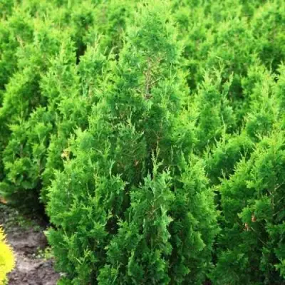 Туя СПИРАЛИС западная в Витебске