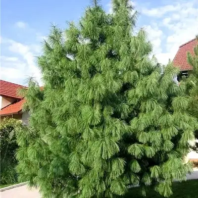 Сосна гриффита в Витебске