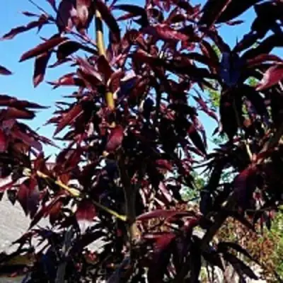 Персик БУРГУНДИ краснолистный в Витебске