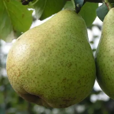 Груша ПЛАТОНОВСКАЯ в Витебске
