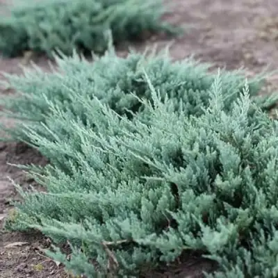 Можжевельник БЛЮ ЧИП горизонтальный  в Витебске