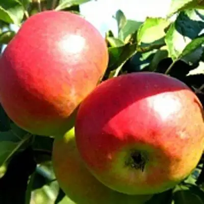 Яблоня СОКОЛОВСКОЕ стелющаяся в Витебске