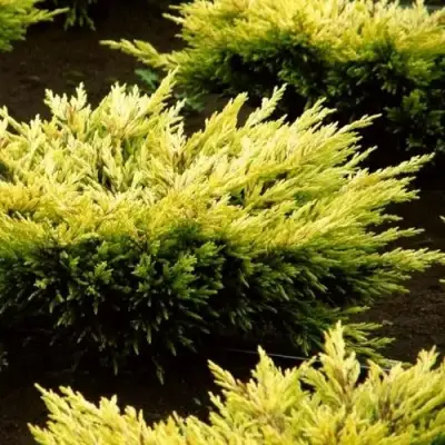 Можжевельник ЛАЙМ ГЛОУ горизонтальный  в Витебске