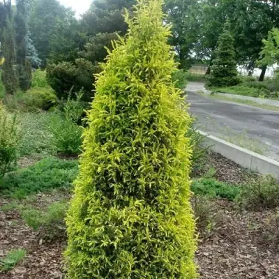 Можжевельник ГОЛД КОН обыкновенный в Витебске
