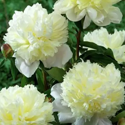 Пион ЛАУРА ДЕСЕРТ травянистый в Витебске