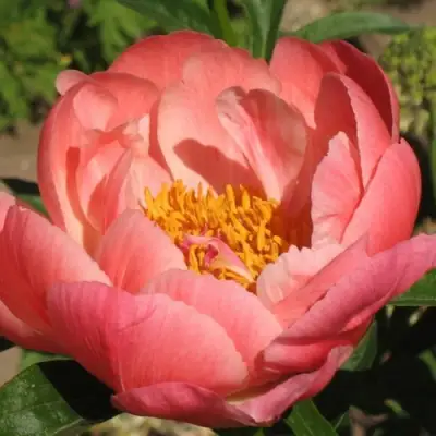 саженцы пиона