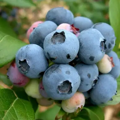 Голубика КОЛЛИНЗ в Витебске