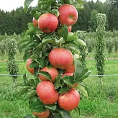 Яблоня ЯНТАРНОЕ ОЖЕРЕЛЬЕ колонновидная в Витебске