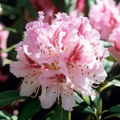 Рододендрон ЧИР в Витебске