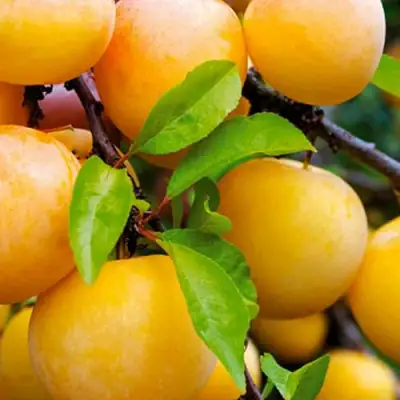 Слива МЕДОВАЯ ЖЁЛТАЯ в Витебске