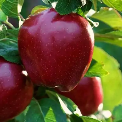 Яблоня РЕД ЧИФ в Витебске