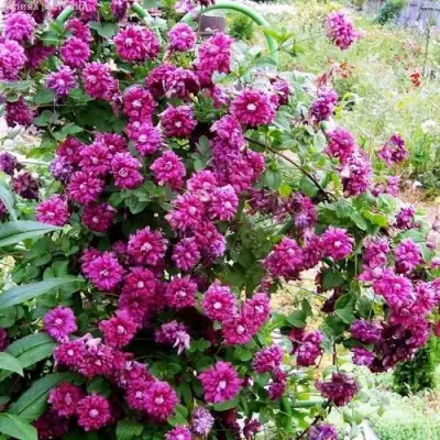 Клематис ПУРПУРЕА ПЛЕНА ЭЛЕГАНС в Витебске