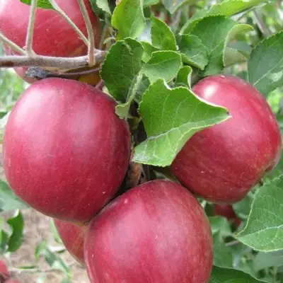 Яблоня МОСКОВСКОЕ ОЖЕРЕЛЬЕ колонновидная в Витебске