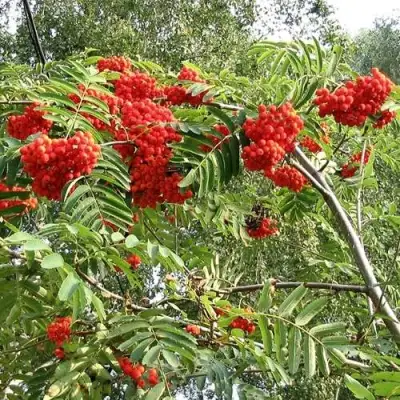 Рябина САХАРНАЯ ПЕТРОВА сладкоплодная в Витебске