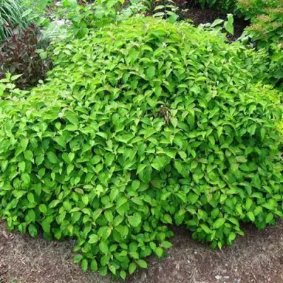 Дерен КЕЛСЕИ шелковистый  в Витебске