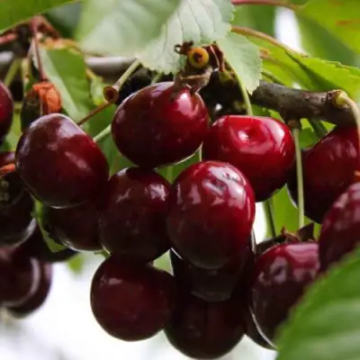 Вишня НОВОДВОРСКАЯ в Витебске