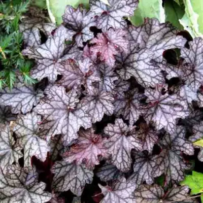 Гейхера ШУГА ФРОСТИНГ в Витебске