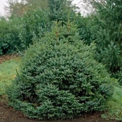 Ель НАНА сербская в Витебске