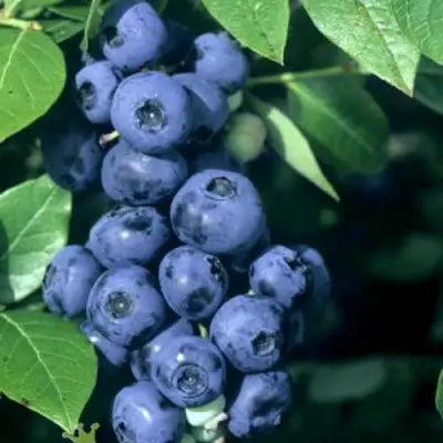 Голубика НОРТ КАНТРИ в Витебске