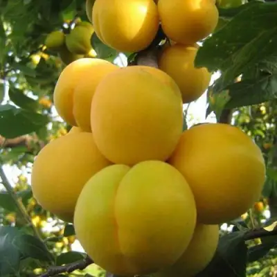 Слива ЛОДВА в Витебске