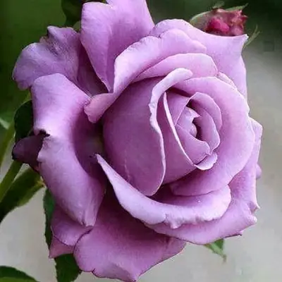 Роза МАЙЗЕР чайно-гибридная в Витебске