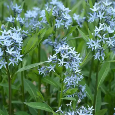 Амсония иволистная в Витебске