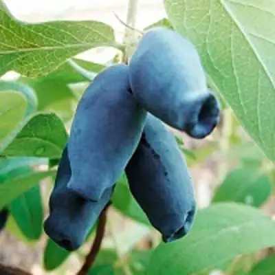 Жимолость съедобная АМФОРА в Витебске