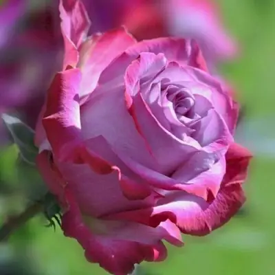 Роза ДИП ВОТЕР чайно-гибридная в Витебске