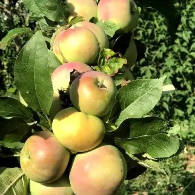 Яблоня ПРИОКСКОЕ колонновидная в Витебске