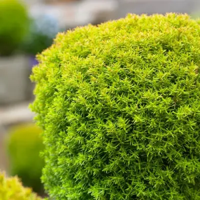 Туя АННИЕК западная в Витебске