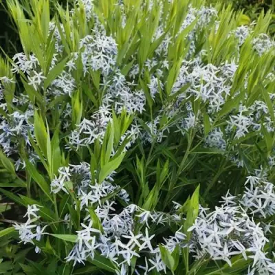 Амсония иволистная в Витебске