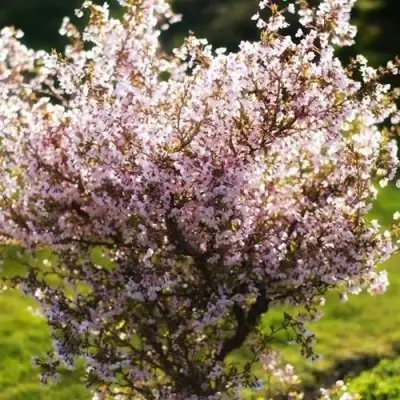 Сакура КОЙО НО МАЙ в Витебске