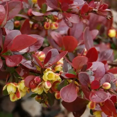 Барбарис КАРМЕН тунберга в Витебске