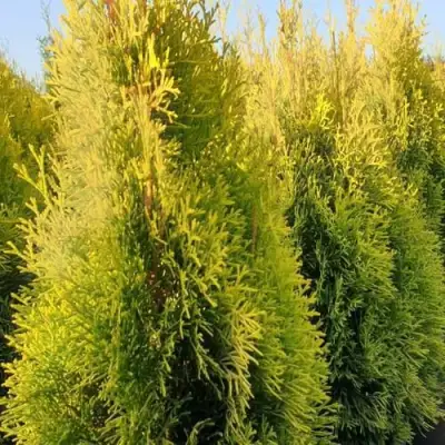 Туя ГОЛДЕН СМАРАГД западная в Витебске