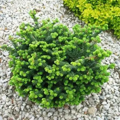 Пихта НАНА бальзамическая в Витебске