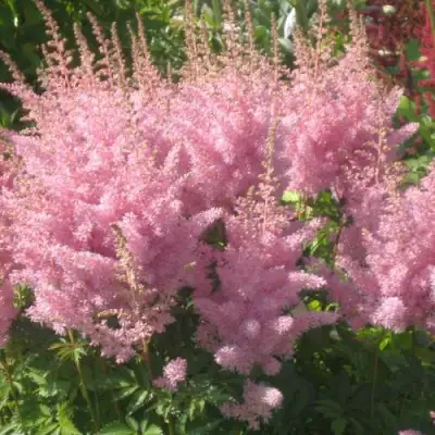 Астильба ЭДЕНС ОДИССЕЙ Арендса в Витебске