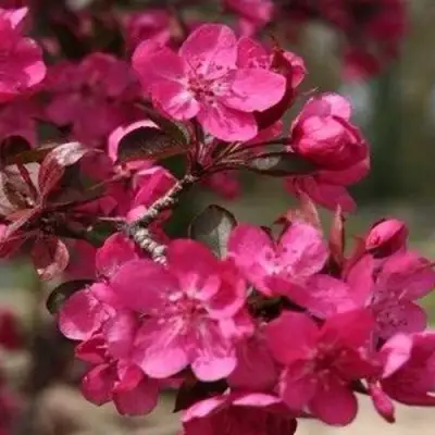 Яблоня РЕД КЕТТИ в Витебске