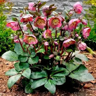 Морозник ВОСТОЧНЫЙ в Витебске