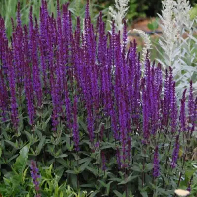 Шалфей КАРАДОНА в Витебске