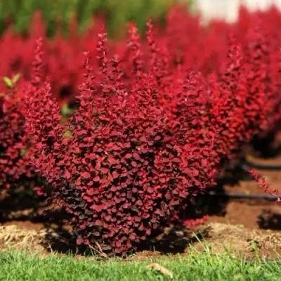 Барбарис Оранж рокет