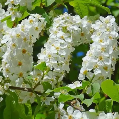 Черемуха ЧАЙКА в Витебске
