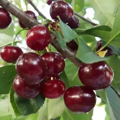 Дюк СЛАВЯНКА в Витебске