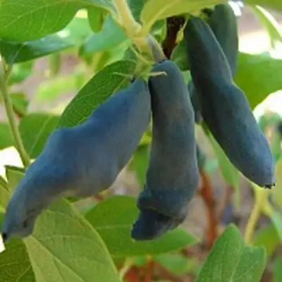 Жимолость съедобная НИМФА (ГАММА) в Витебске