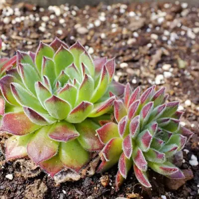 Молодило РУССКОЕ в Витебске