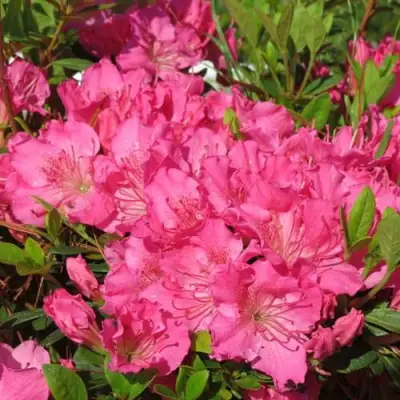 Азалия КИРСТИН японская в Витебске