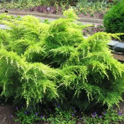 Можжевельник ГОЛД КОСТ средний в Витебске