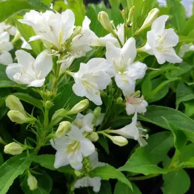 Вейгела БРИСТОЛЬСКАЯ СНЕЖИНКА в Витебске