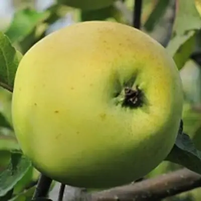 Яблоня РОССИЯНКА в Витебске